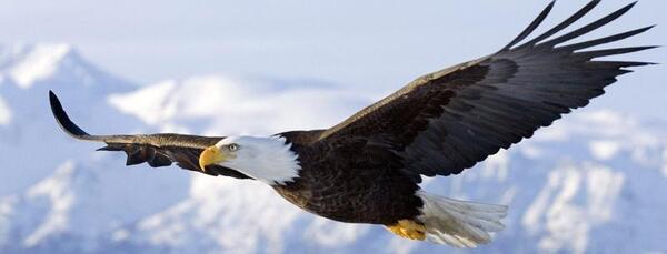 قیمت عکس عقاب