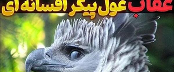 عکس قوی ترین عقاب دنیا