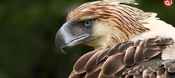 عکس قشنگ ترین عقاب جهان