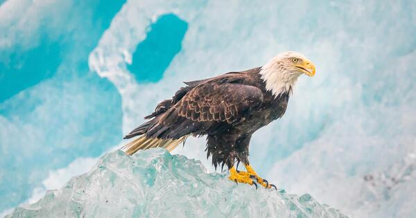 عکس قشنگ ترین عقاب جهان