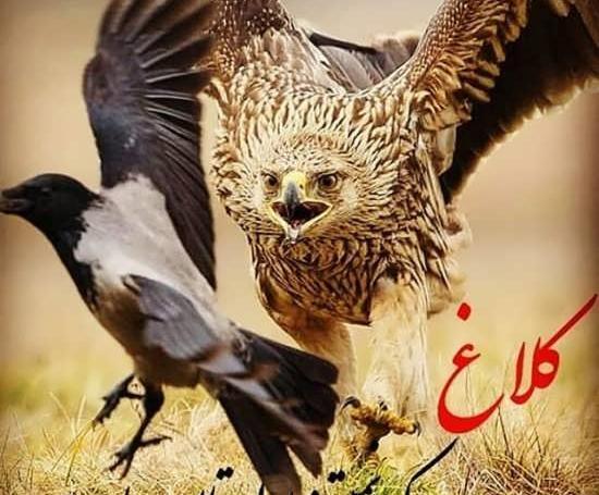 عکس عقاب خیلی قشنگ