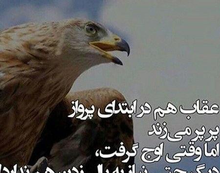 عکس عقاب برای پروفایل با متن