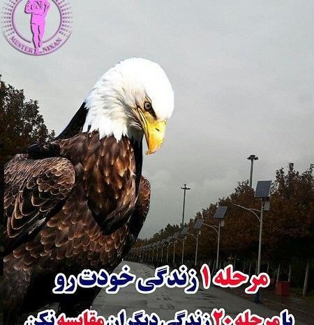 عکس عقاب برای پروفایل با متن