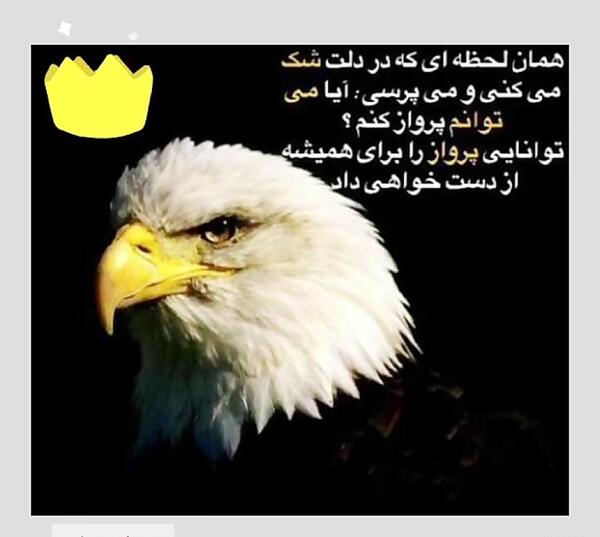 عکس عقاب برای پروفایل با متن
