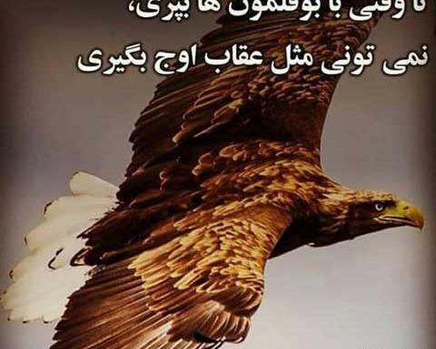 عکس عقاب برای پروفایل با متن