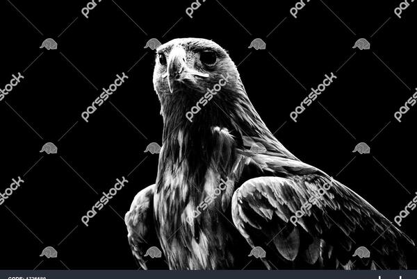 عکس عقاب وحشی ایرانی