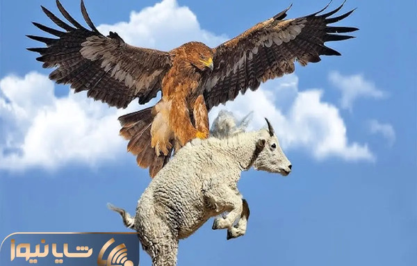 عکس وحشی ترین عقاب دنیا