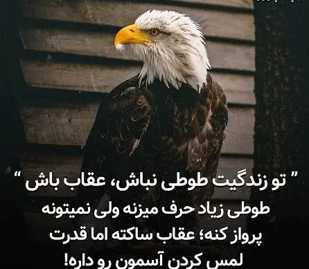 عکس پرنده عقاب زیبا