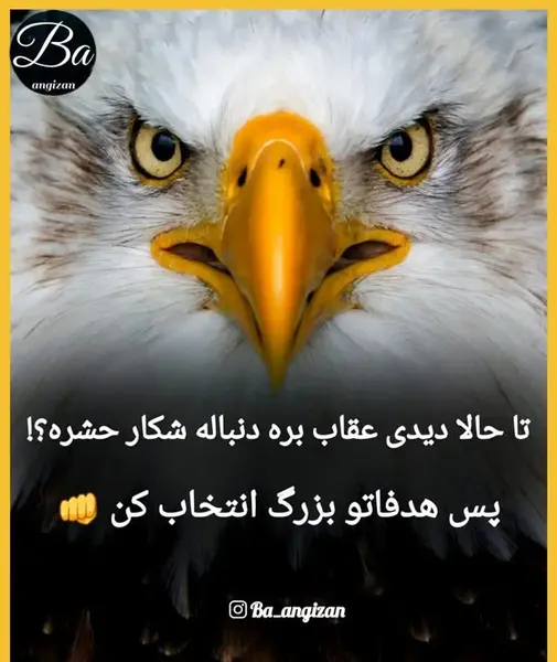 عکس پروفایل عقاب و شیر