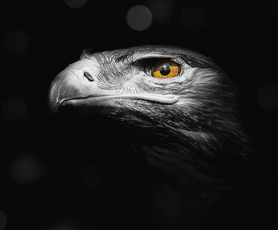 عکس پروفایل عقاب و شیر