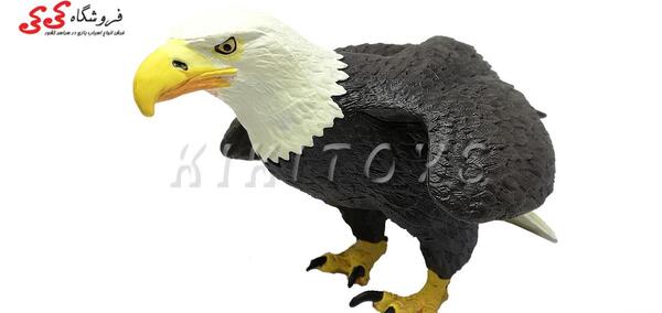 عکس عقاب سر سفید بزرگ
