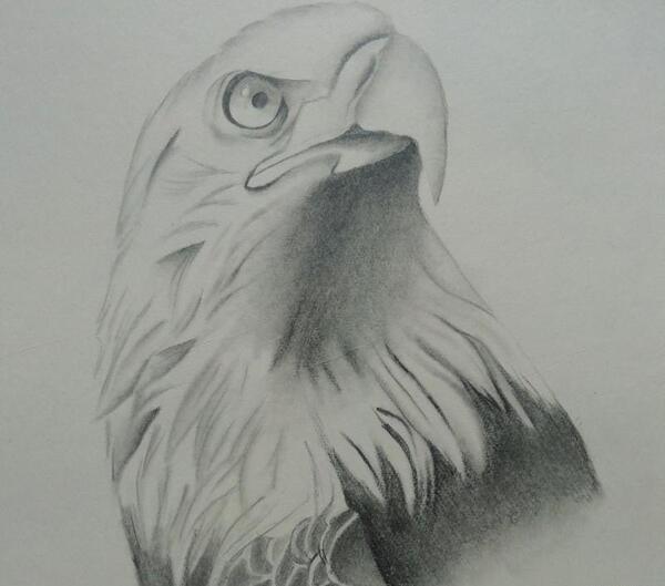 عکس نقاشی عقاب ساده