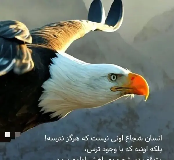 عکس عقاب با متن زیبا