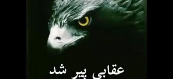عکس عقاب با متن لاتی