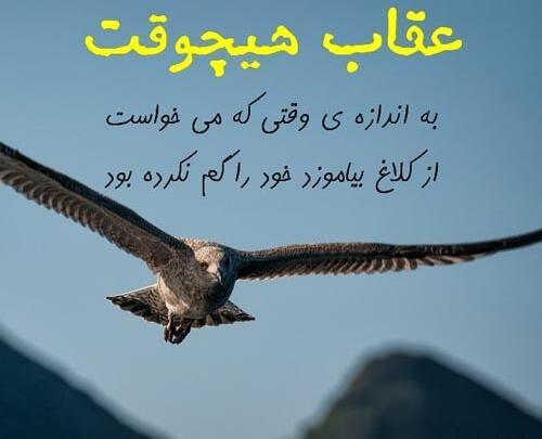 عکس عقاب با متن لاتی