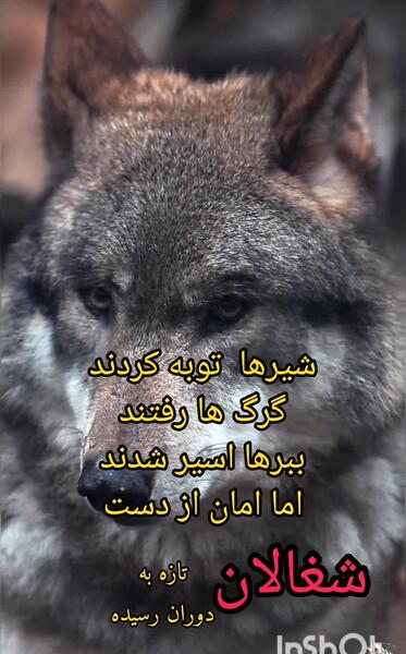 عکس عقاب با متن لاتی