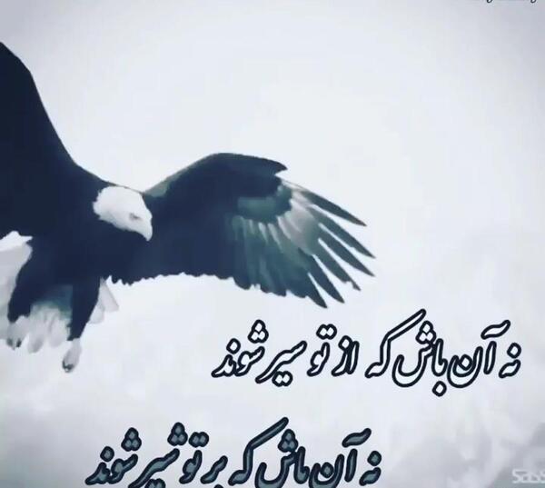 عکس عقاب با متن لاتی