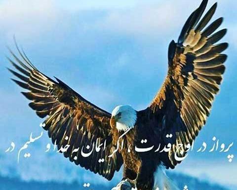 عکس عقاب با متن لاتی