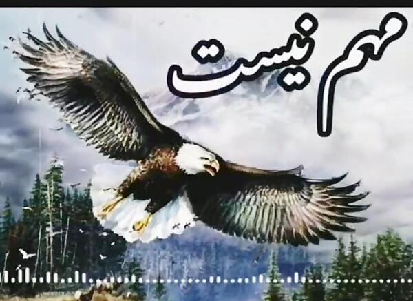 عکس عقاب با متن لاتی