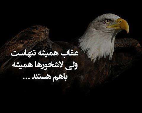 عکس عقاب با متن لاتی