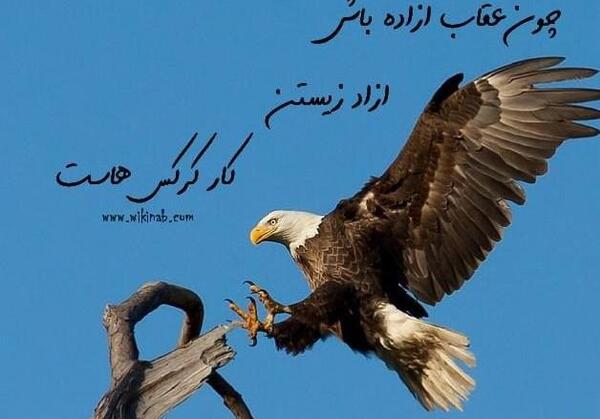 عکس عقاب با متن لاتی
