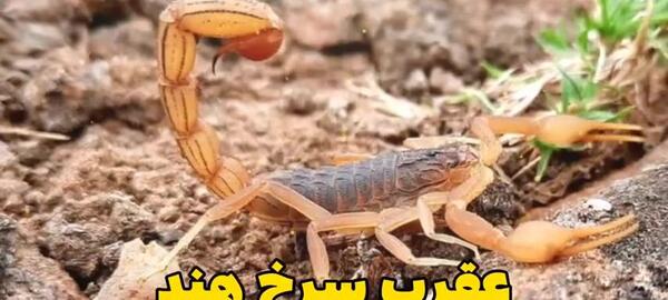 عکس خطرناک ترین عقرب دنیا