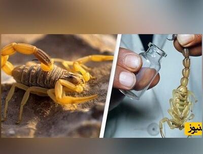 عکس خطرناک ترین عقرب در جهان