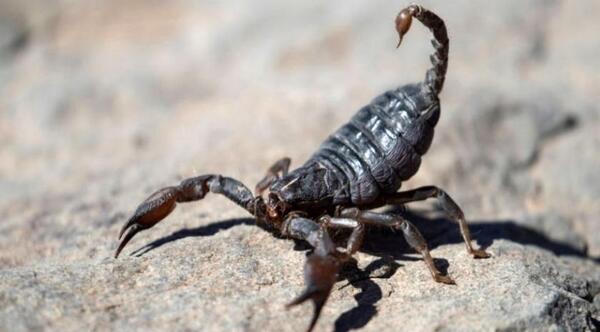 عکس خطرناک ترین عقرب در جهان