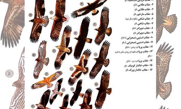 عقاب دو برادر عکس