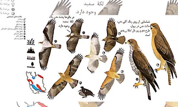 عقاب دو برادر عکس