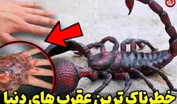 عکس عقرب خیلی خطرناک