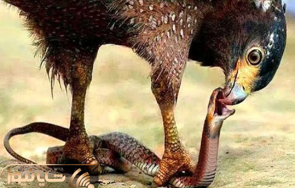عکس عقاب در حال شکار مار