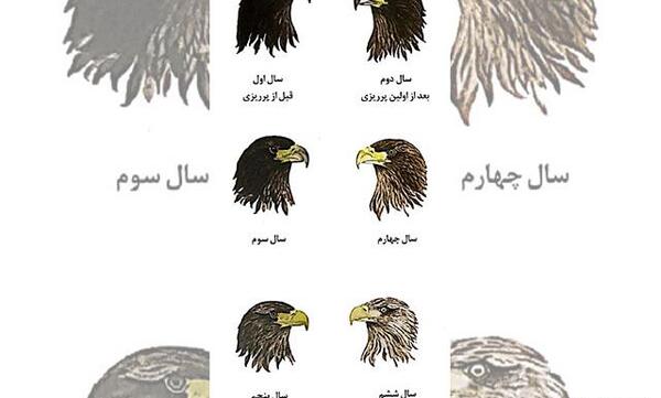 عکس عقاب دریایی دم سفید
