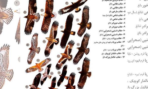 عکس عقاب دریایی دم سفید