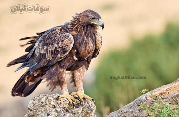 عکس پرنده عقاب طلایی