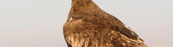 عکس پرنده عقاب مارخور