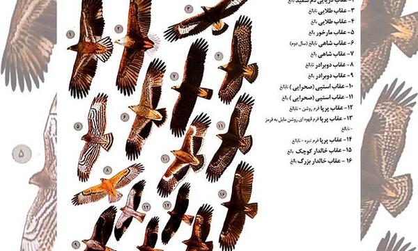عکس پرنده عقاب مارخور