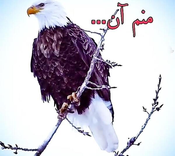 خفن سنگین پرمعنی عکس نوشته عقاب برای پروفایل
