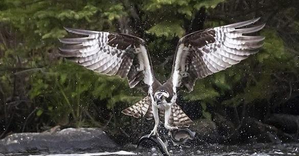 عکس پرنده عقاب ماهیگیر