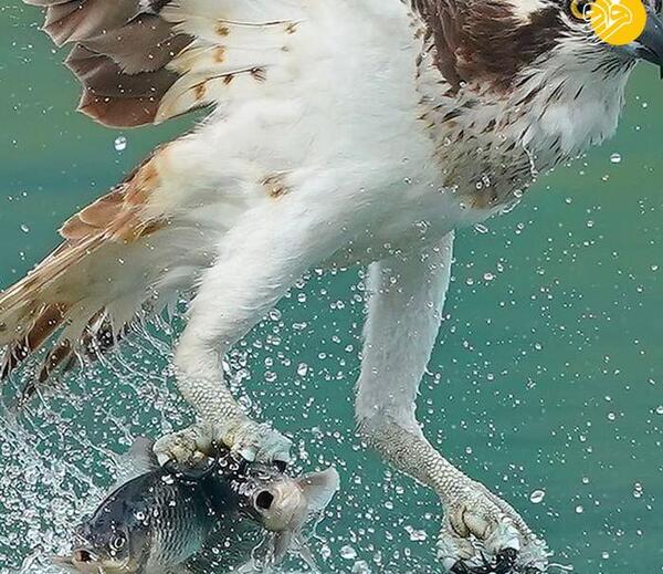 عکس پرنده عقاب ماهیگیر