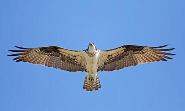 عکس پرنده عقاب ماهیگیر