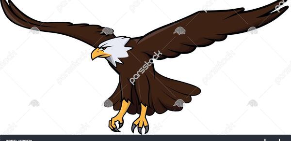 عکس عقاب و پرنده