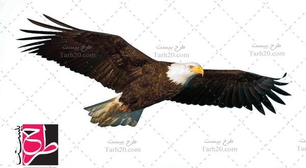 عکس عقاب و پرنده