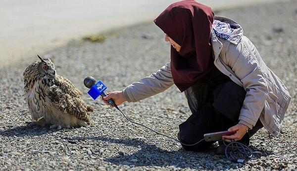 عکس عقاب و پرنده