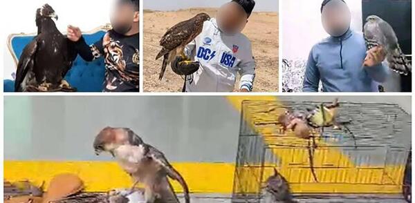 عکس حیوانات وحشی عقاب
