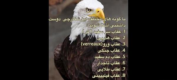 عکس های عقاب تاجدار