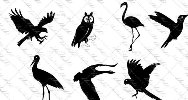 دانلود عکس پرنده عقاب