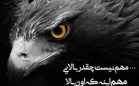 عکس پروفایل عقاب خفن