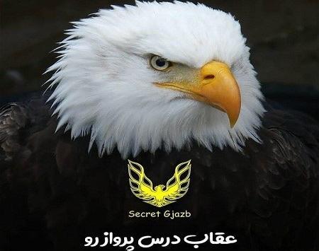 عکس پروفایل عقاب خفن
