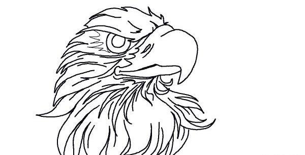 عکس سر عقاب برای نقاشی